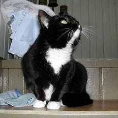 Blanding af racer Fiona