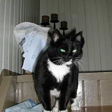 Blanding af racer Fiona