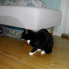 Blanding af racer Fiona