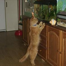Maine Coon Garfield << Død >>