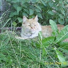 Maine Coon Garfield << Død >>