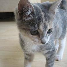 Blanding af racer Nini <3 Forsvundet.. :´(