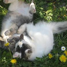 Blanding af racer Nini <3 Forsvundet.. :´(