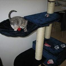 Blanding af racer Nini <3 Forsvundet.. :´(