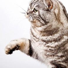 British Shorthair Qaiser
