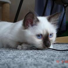 Hellig Birma Dk Silky Sox Miss Maggie