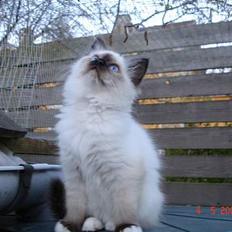 Hellig Birma Dk Silky Sox Malou