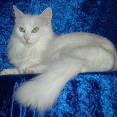 Tyrkisk Angora GIC Soyadi's Aybike