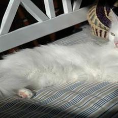 Tyrkisk Angora GIC Soyadi's Aybike
