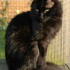 Tyrkisk Angora IP/SC Pirlanta'dan Black Devil