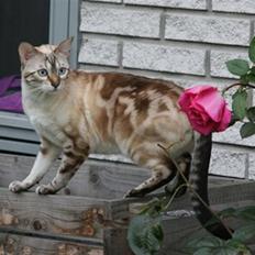Bengal  Sesse *IP*