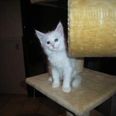 Maine Coon Missmiacoons Inca 