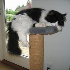 Blanding af racer Benzon