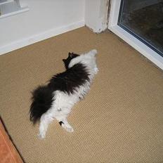 Blanding af racer Benzon