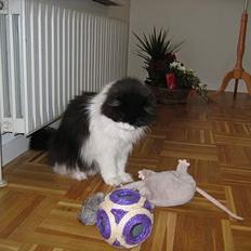 Blanding af racer Benzon