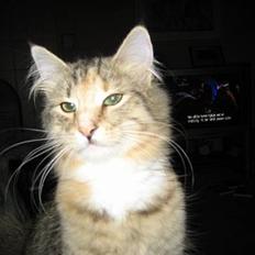 Norsk Skovkat kit kat