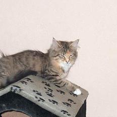 Norsk Skovkat kit kat