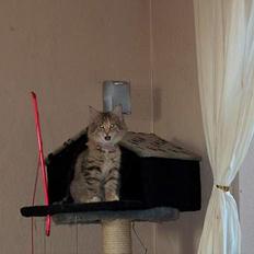 Norsk Skovkat kit kat