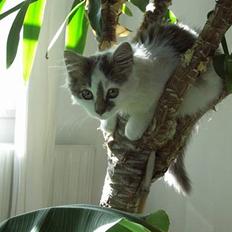 Blanding af racer Bette