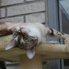 Bengal  Sesse *IP*