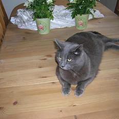 Blanding af racer Luxi