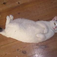 Blanding af racer Futji (Død)