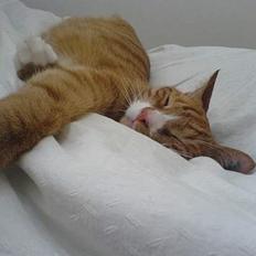 Huskat Helmut alias Mushi