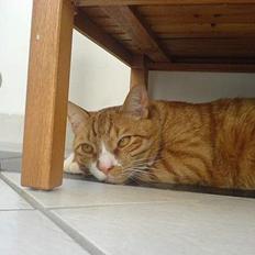 Huskat Helmut alias Mushi