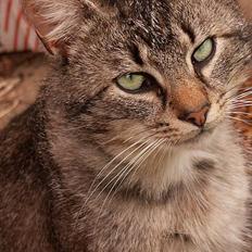 Blanding af racer Koda (Løbet væk)