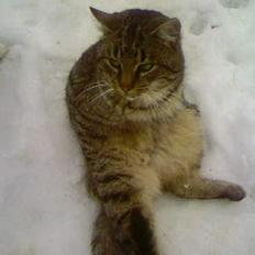 Blanding af racer Koda (Løbet væk)