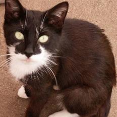 Blanding af racer Lucky