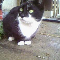 Blanding af racer Lucky