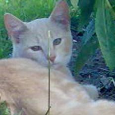 Huskat Casper <'3Miin<'3