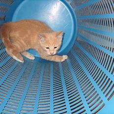 Huskat Casper <'3Miin<'3