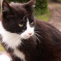 Blanding af racer Tanja