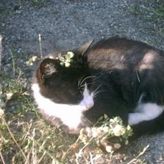 Blanding af racer Tanja