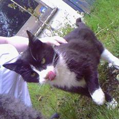 Blanding af racer Tanja