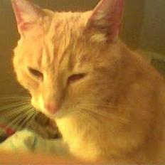 Blanding af racer Garfieldt