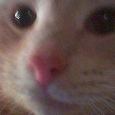 Blanding af racer Garfieldt