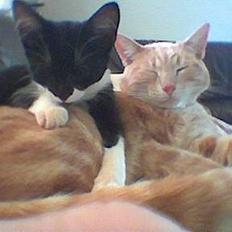 Blanding af racer Garfieldt