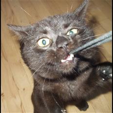 Blanding af racer Bertil