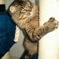 Maine Coon Tazz Tilbage ved ejer