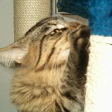 Maine Coon Tazz Tilbage ved ejer