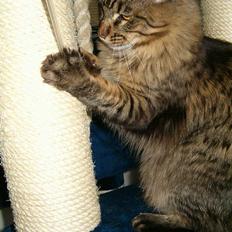 Maine Coon Tazz Tilbage ved ejer