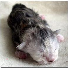 Maine Coon CorkyCoon Luna di Maggio