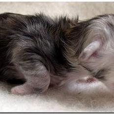 Maine Coon CorkyCoon Luna di Maggio