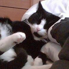 Blanding af racer Manse (Død) R.I.P