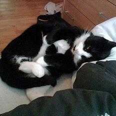 Blanding af racer Manse (Død) R.I.P