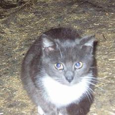 Huskat kitten