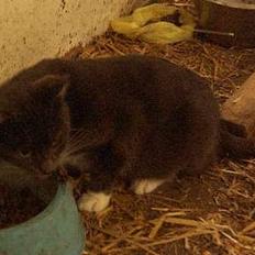 Huskat kitten